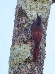 Olivaceous Woodcreeper (Sittasomus griseicapillus)