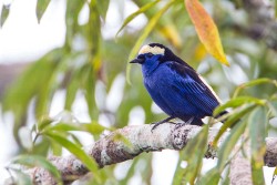 Opal-crowned Tanager (Tangara callophrys)