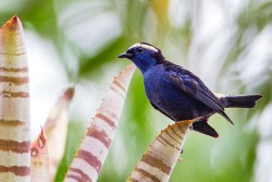 Opal-crowned Tanager (Tangara velia)