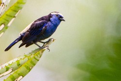 Opal-crowned Tanager (Tangara callophrys)