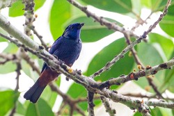 Opal-rumped Tanager (Tangara velia)