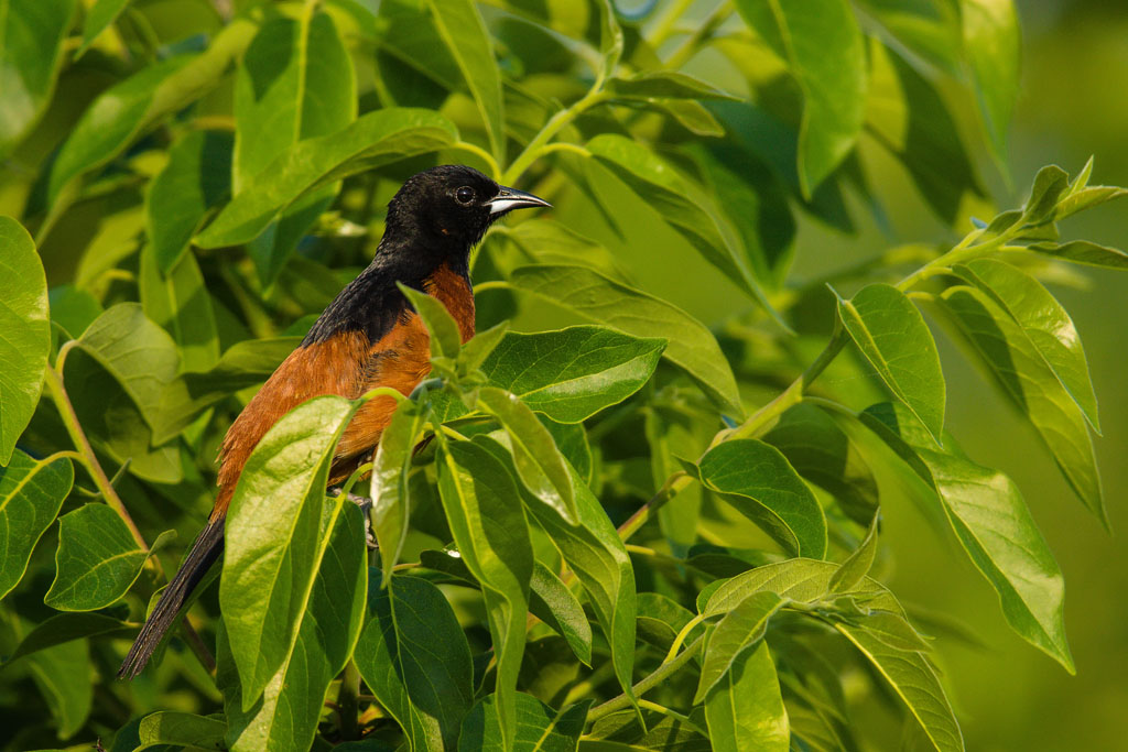 Orchard Oriole (Icterus spurius)