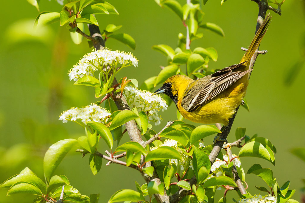 Orchard Oriole (Icterus spurius)