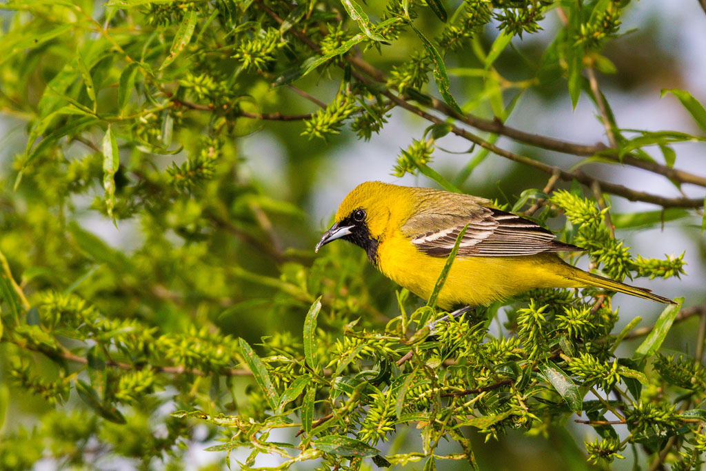 Orchard Oriole (Icterus spurius)