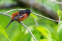 Orchard Oriole (Icterus spurius)