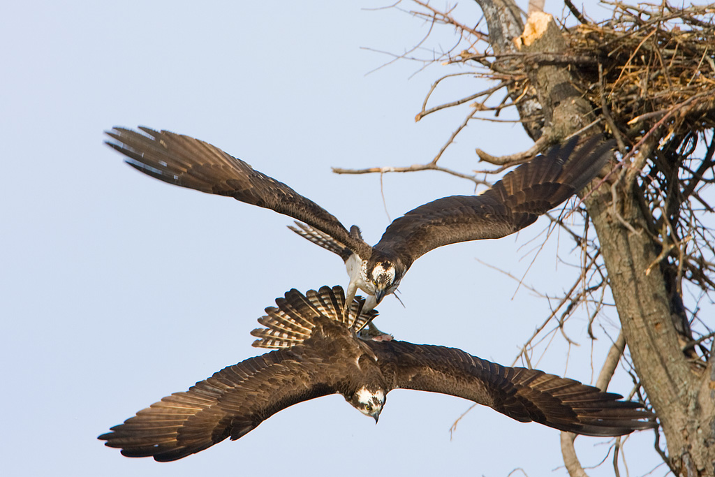 Osprey (Pandion haliaetus)