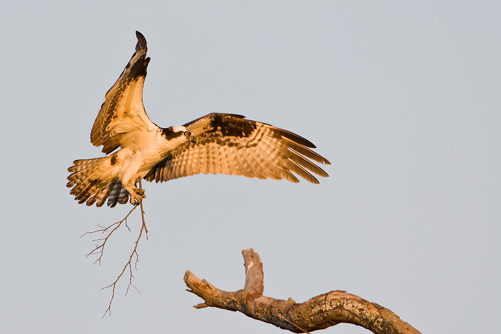 Osprey (Pandion haliaetus)