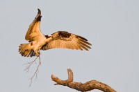 Osprey (Pandion haliaetus)