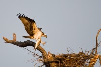 Osprey (Pandion haliaetus)