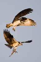 Osprey (Pandion haliaetus)