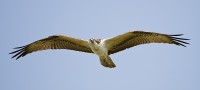 Osprey (Pandion haliaetus)