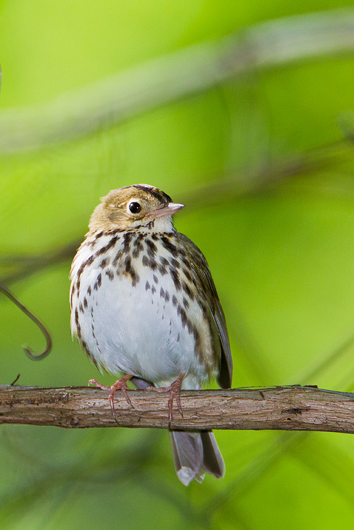 Ovenbird (Seiurus aurocapilla)