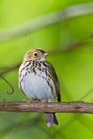 Ovenbird (Seiurus aurocapilla)