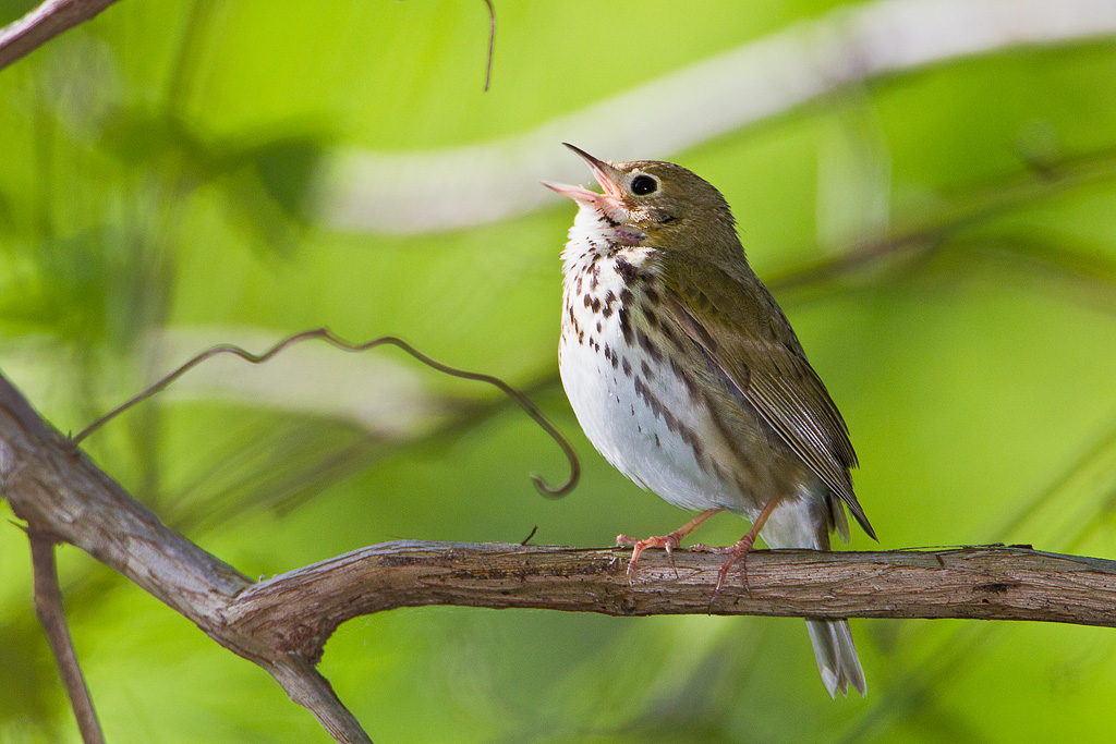 Ovenbird (Seiurus aurocapilla)