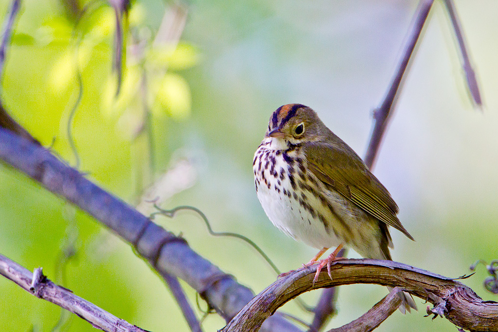 Ovenbird (Seiurus aurocapilla)