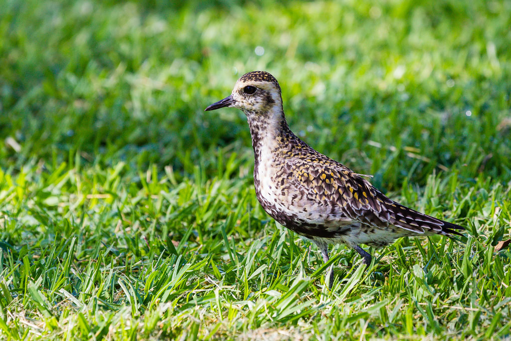 Pacific Golden-Plover (Pluvialis fulva)