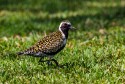 Pacific Golden-Plover (Pluvialis fulva)