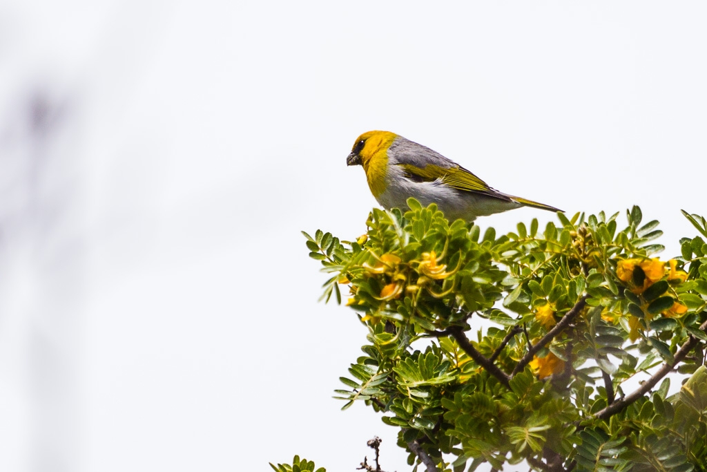 Palila (Loxioides bailleui)