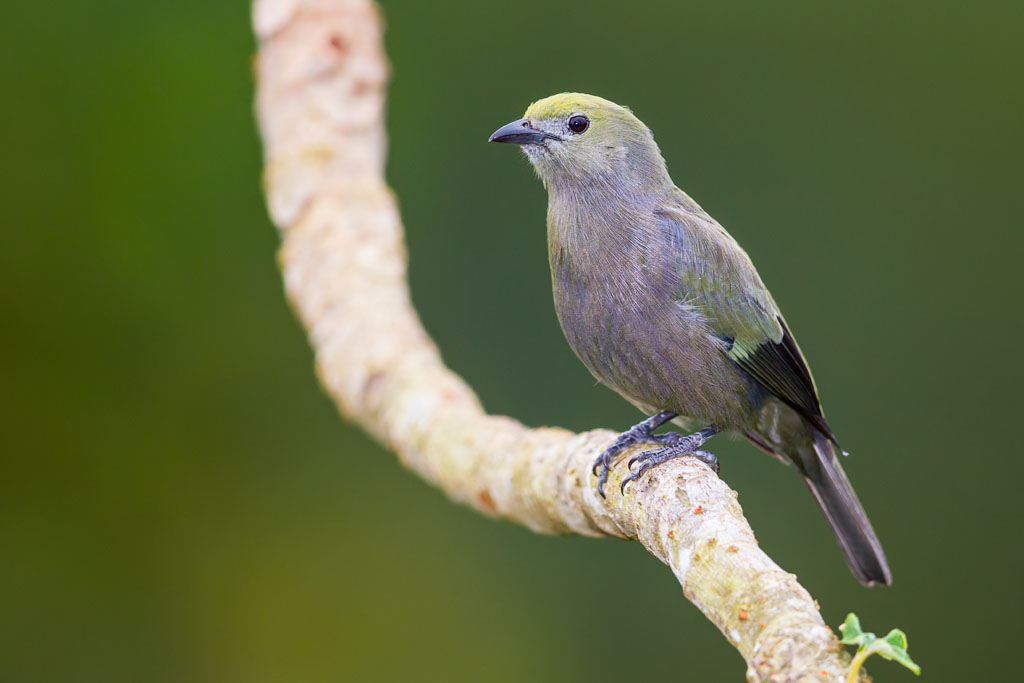 Palm Tanager (Thraupis palmarum)