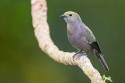 Palm Tanager (Thraupis palmarum)