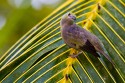 Palm Tanager (Thraupis palmarum)