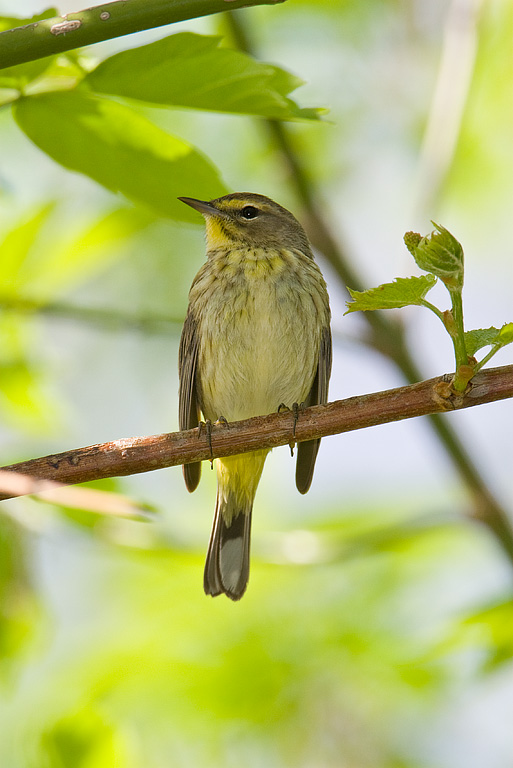 Palm Warbler (Dendroica palmarum)