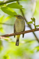 Palm Warbler (Dendroica palmarum)