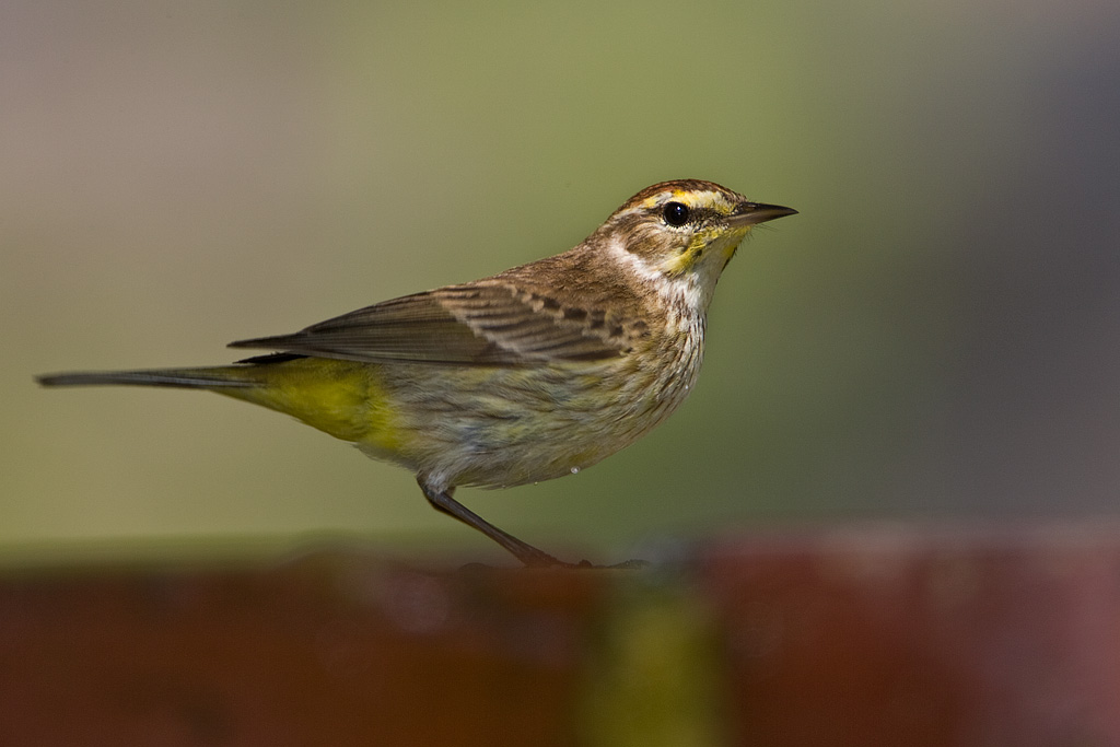 Palm Warbler (Dendroica palmerum)