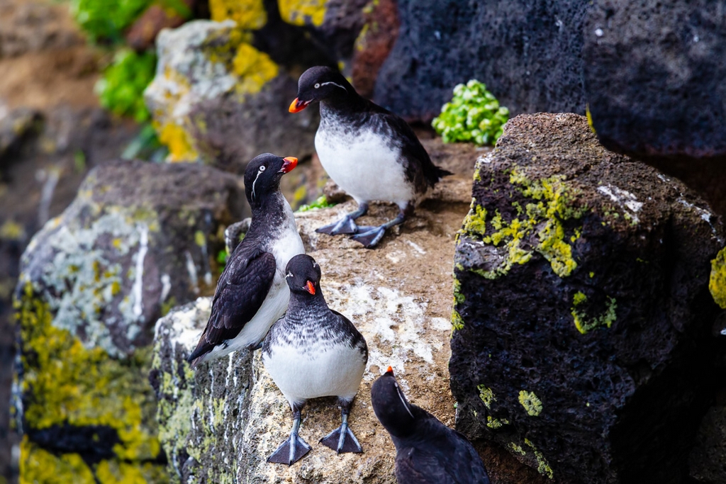 Parakeet Auklet (Aethia psittacula)