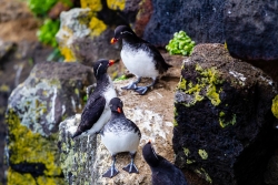 Parakeet Auklet (Aethia psittacula)