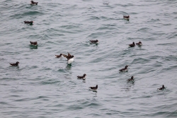 Parakeet Auklet (Aethia psittacula)