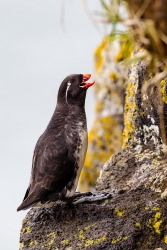 Parakeet Auklet (Aethia psittacula)