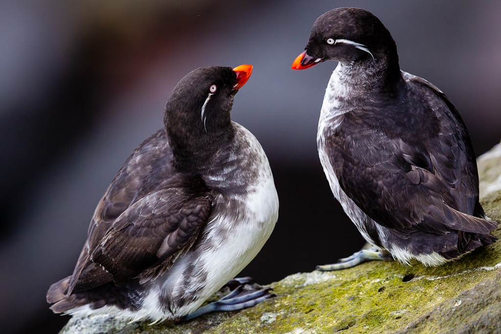 Parakeet Auklet (Aethia psittacula)