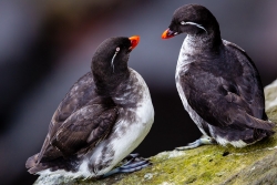 Parakeet Auklet (Aethia psittacula)