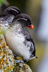 Parakeet Auklet (Aethia psittacula)