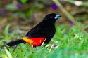 Passerini's Tanager (Ramphocelus passerinii)