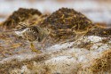 Pectoral Sandpiper (Calidris melanotos)