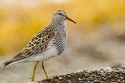 Pectoral Sandpiper (Calidris melanotos)