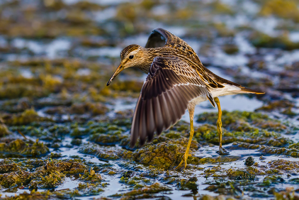 Pectoral Sandpiper (Calidris melanotos)