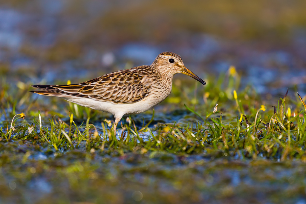 Pectoral Sandpiper (Calidris melanotos)