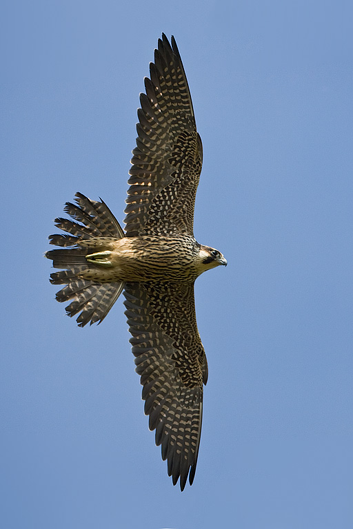 Peregrine Falcon (Falco peregrinus)