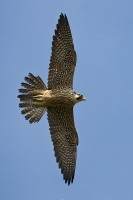 Peregrine Falcon (Falco peregrinus)