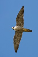 Peregrine Falcon (Falco peregrinus)