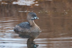 Pied-billed Grebe (Podilymbus podiceps)