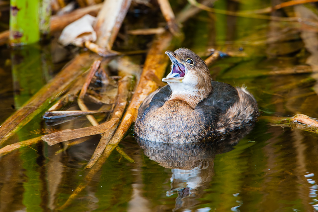 Pied-billed Grebe (Podilymbus podiceps)