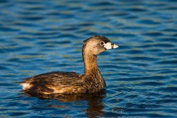 Pied-billed Grebe (Podilymbus podiceps)