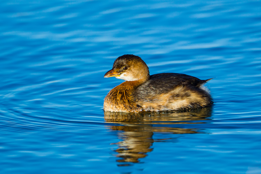 Pied-billed Grebe (Podilymbus podiceps)