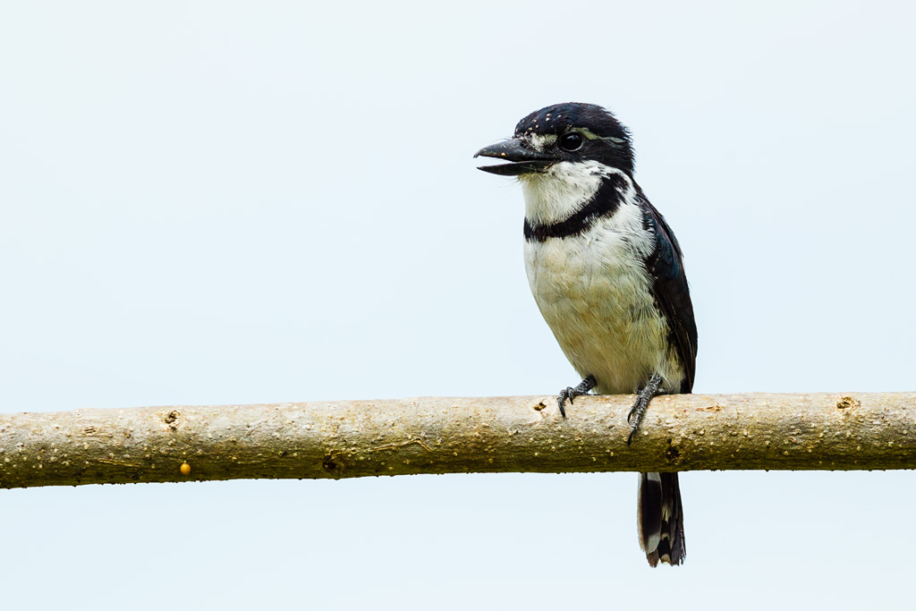 Pied Puffbird (Notharchus tectus)