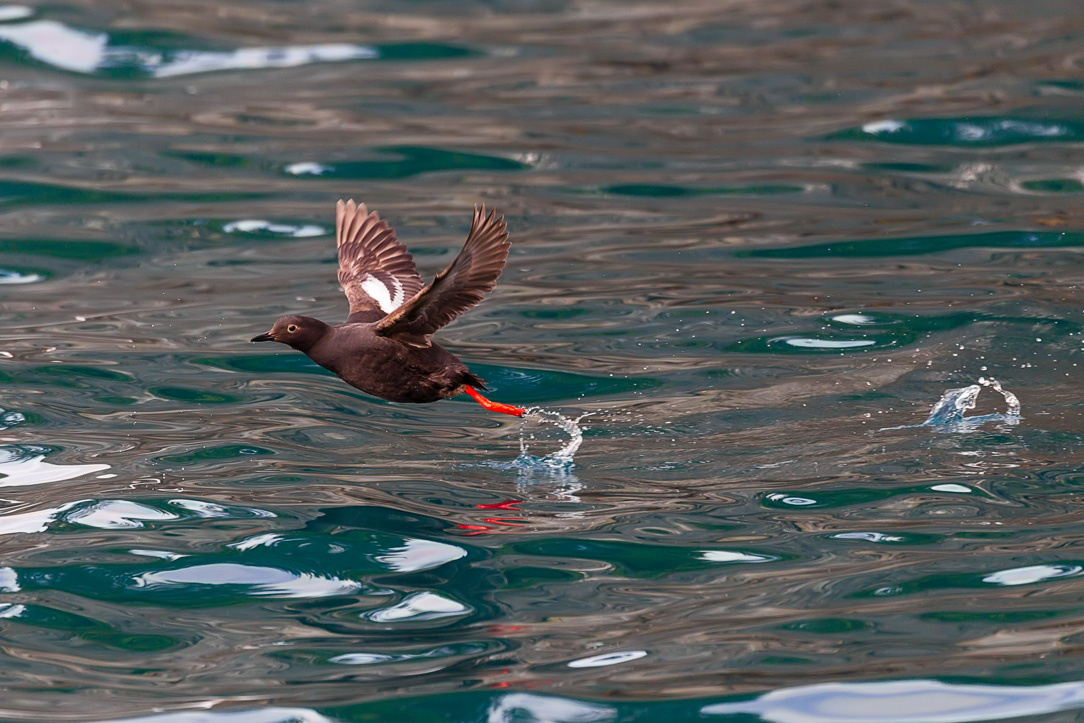 Pigeon Guillemot (Cepphus columba)