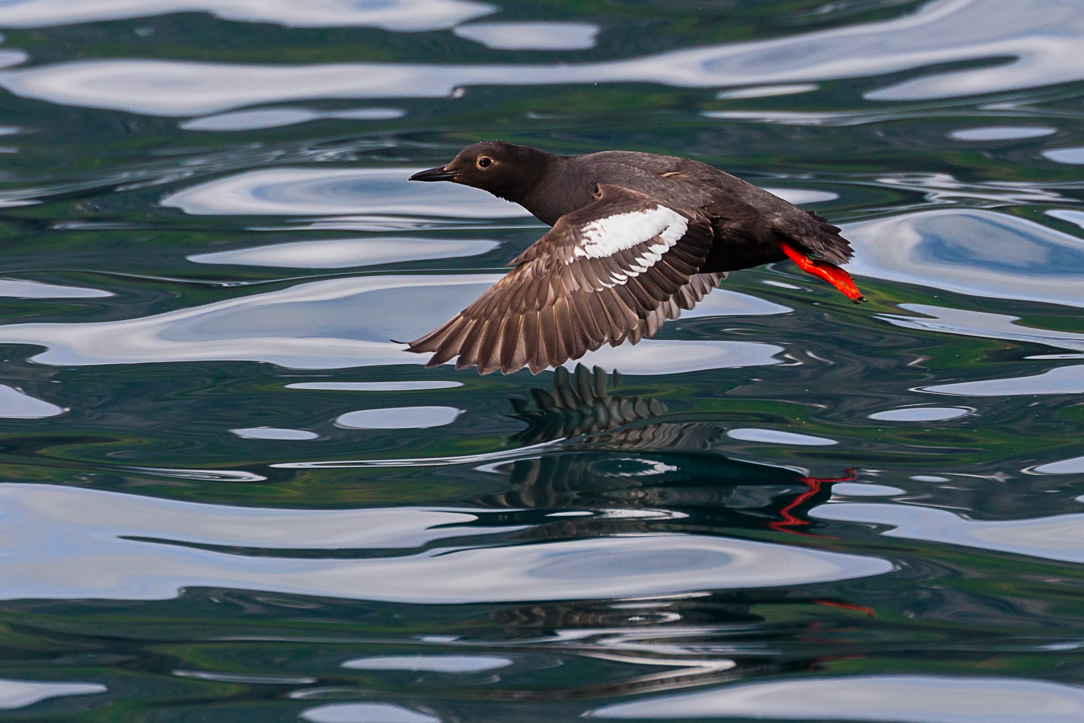 Pigeon Guillemot (Cepphus columba)